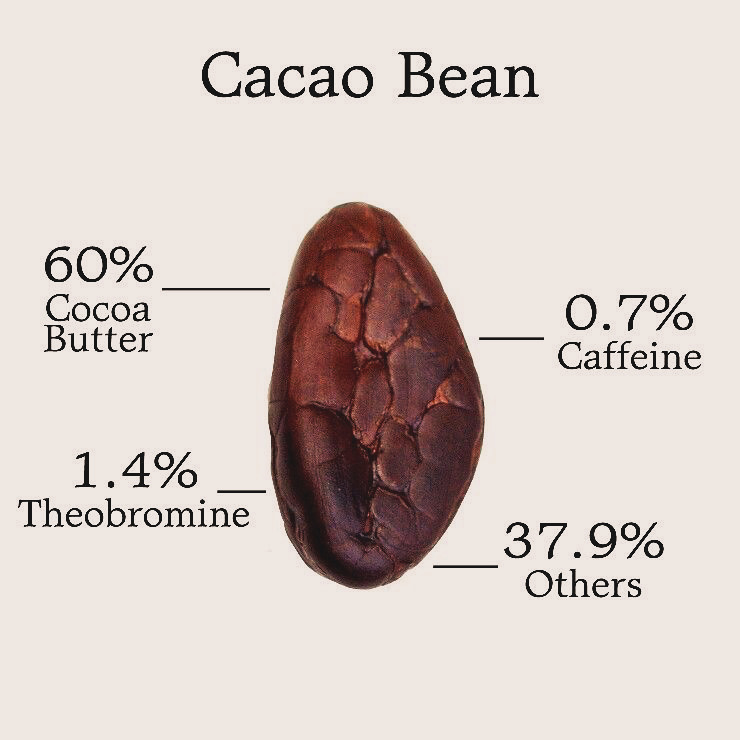 Cacao Bean