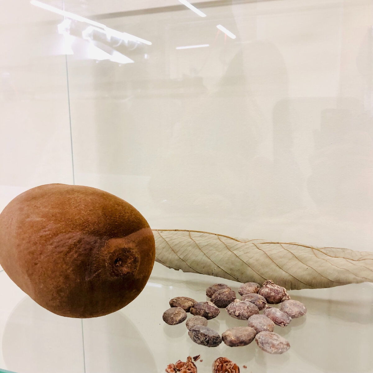 Купуасу - родственник какао